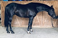 Redwine hunter gelding