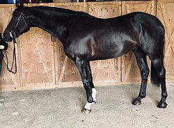 Redwine gelding