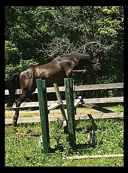 Exceptional over fences