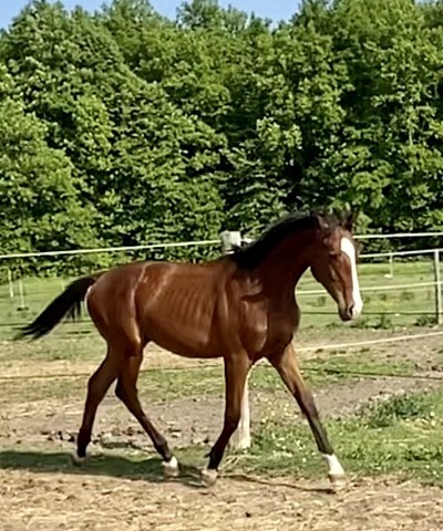 Yearling by Prototype out of Queens Day Victory