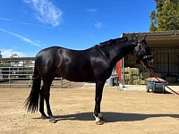 Redwine gelding